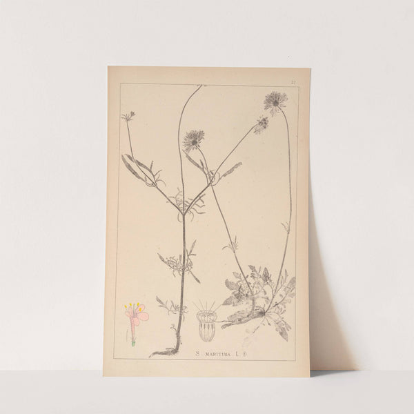 Herbier de la flore française Pl.0729 by Louis Antoine Cusin