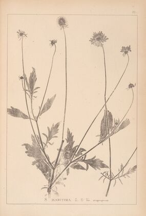 Herbier de la flore française Pl.0730