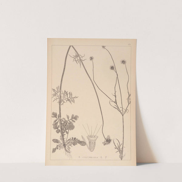 Herbier de la flore française Pl.0731 by Louis Antoine Cusin