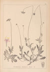Herbier de la flore française Pl.0732