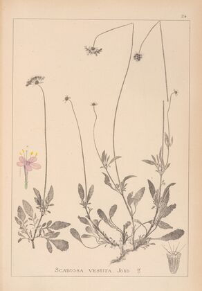 Herbier de la flore française Pl.0732