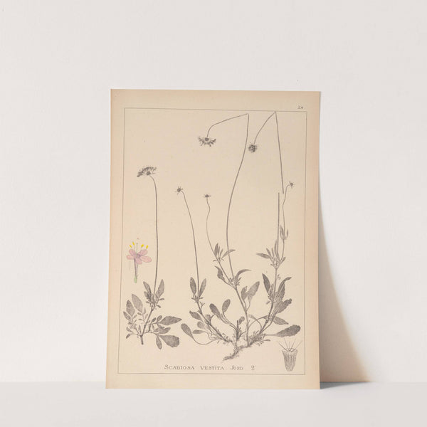 Herbier de la flore française Pl.0732 by Louis Antoine Cusin