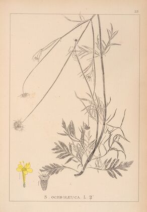 Herbier de la flore française Pl.0733