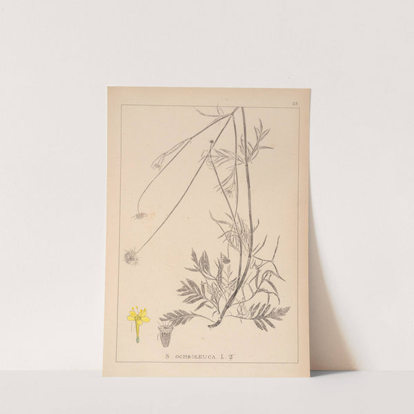 Herbier de la flore française Pl.0733 by Louis Antoine Cusin