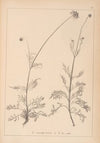 Herbier de la flore française Pl.0737