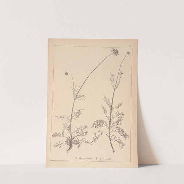 Herbier de la flore française Pl.0737 by Louis Antoine Cusin