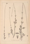 Herbier de la flore française Pl.0738