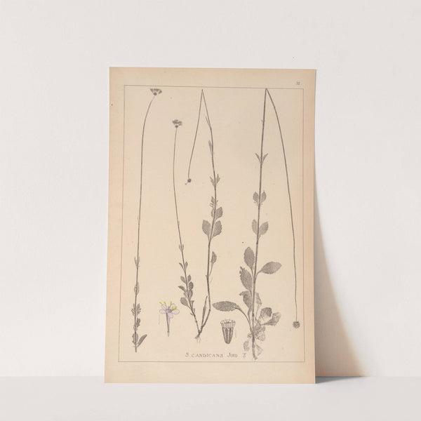 Herbier de la flore française Pl.0738 by Louis Antoine Cusin