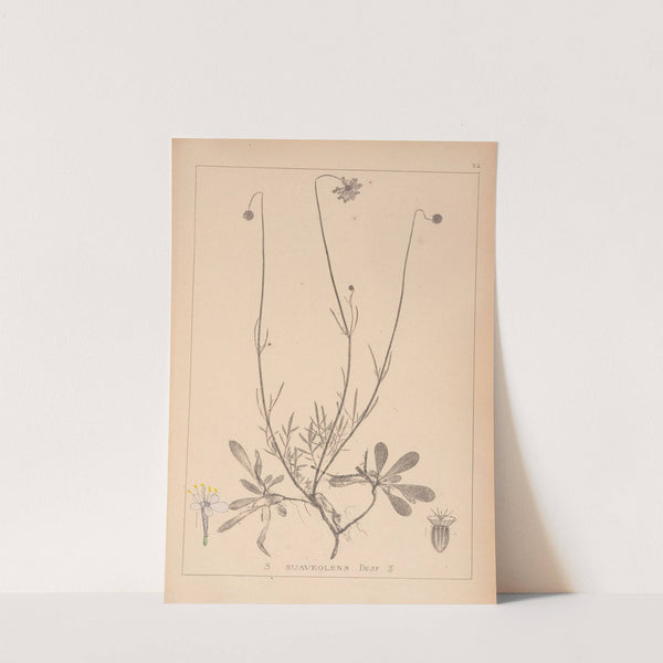 Herbier de la flore française Pl.0739 by Louis Antoine Cusin