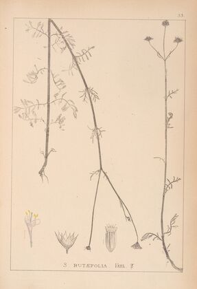Herbier de la flore française Pl.0740