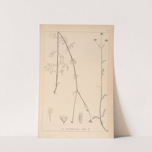 Herbier de la flore française Pl.0740 by Louis Antoine Cusin