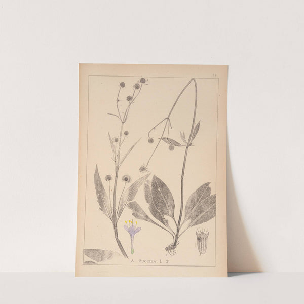 Herbier de la flore française Pl.0741 by Louis Antoine Cusin