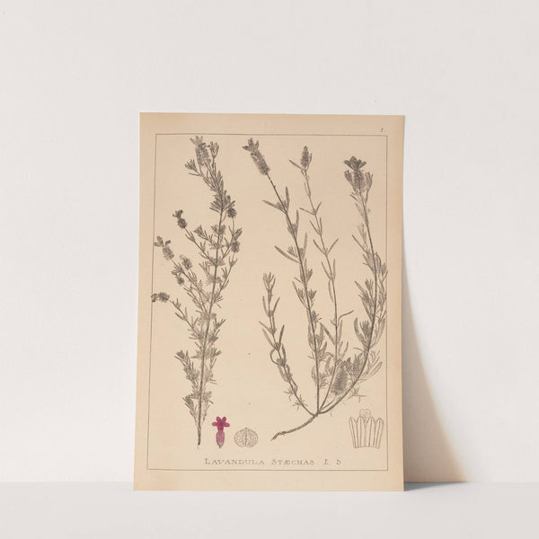 Herbier de la flore française Pl.0742 by Louis Antoine Cusin