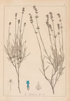 Herbier de la flore française Pl.0743