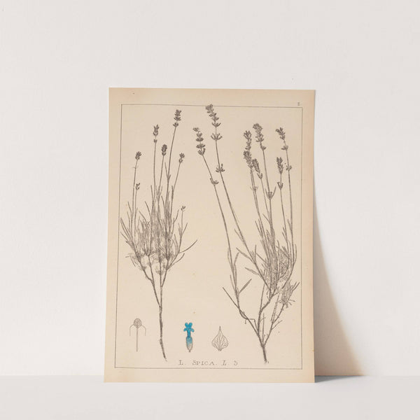 Herbier de la flore française Pl.0743 by Louis Antoine Cusin