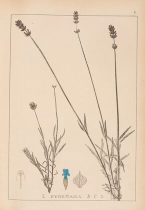 Herbier de la flore française Pl.0744