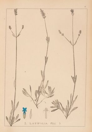 Herbier de la flore française Pl.0745