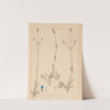 Herbier de la flore française Pl.0745 by Louis Antoine Cusin