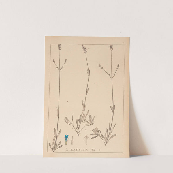 Herbier de la flore française Pl.0745 by Louis Antoine Cusin