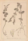 Herbier de la flore française Pl.0746