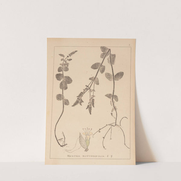 Herbier de la flore française Pl.0746 by Louis Antoine Cusin