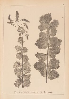 Herbier de la flore française Pl.0747