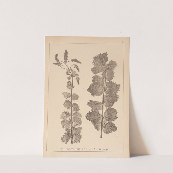 Herbier de la flore française Pl.0747 by Louis Antoine Cusin