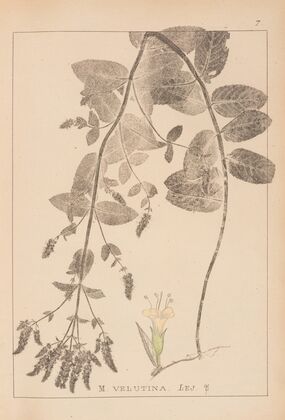 Herbier de la flore française Pl.0748