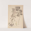 Herbier de la flore française Pl.0748 by Louis Antoine Cusin