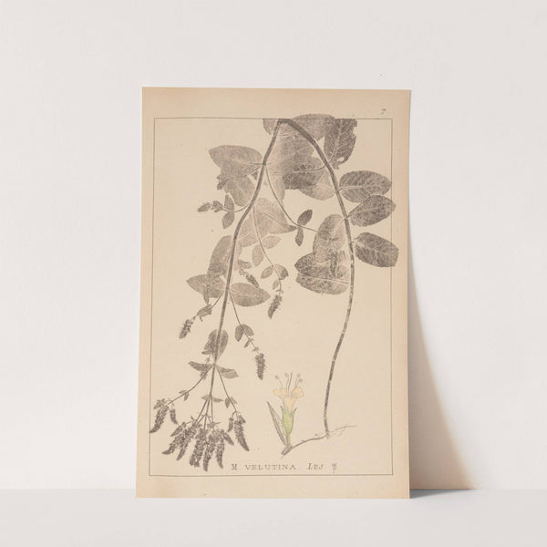 Herbier de la flore française Pl.0748 by Louis Antoine Cusin