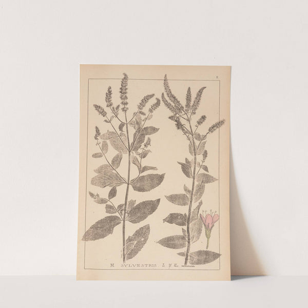 Herbier de la flore française Pl.0749 by Louis Antoine Cusin