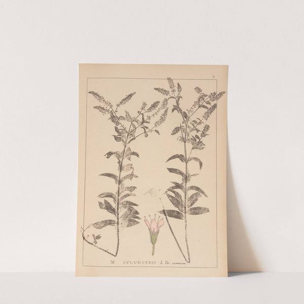 Herbier de la flore française Pl.0750 by Louis Antoine Cusin