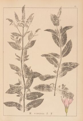Herbier de la flore française Pl.0751