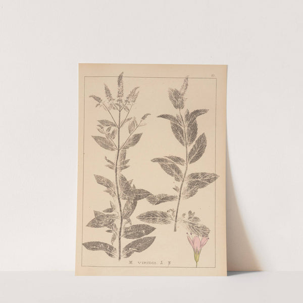 Herbier de la flore française Pl.0751 by Louis Antoine Cusin