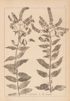 Herbier de la flore française Pl.0752