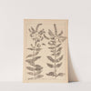 Herbier de la flore française Pl.0752 by Louis Antoine Cusin