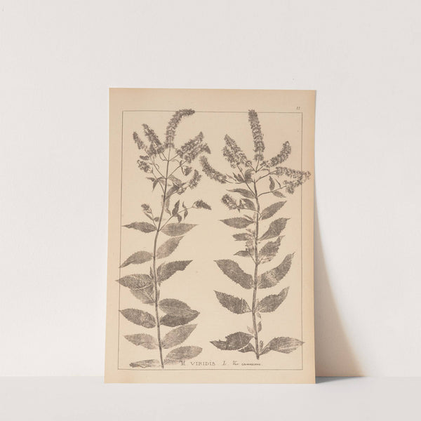 Herbier de la flore française Pl.0752 by Louis Antoine Cusin