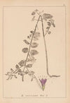 Herbier de la flore française Pl.0753