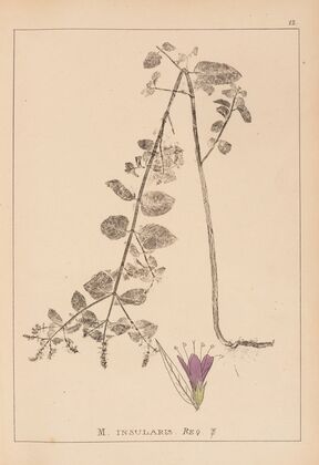 Herbier de la flore française Pl.0753