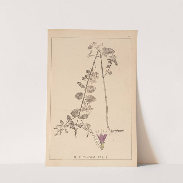 Herbier de la flore française Pl.0753 by Louis Antoine Cusin
