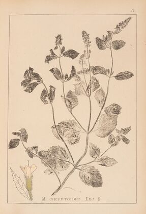 Herbier de la flore française Pl.0755