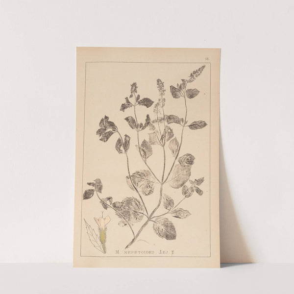 Herbier de la flore française Pl.0755 by Louis Antoine Cusin