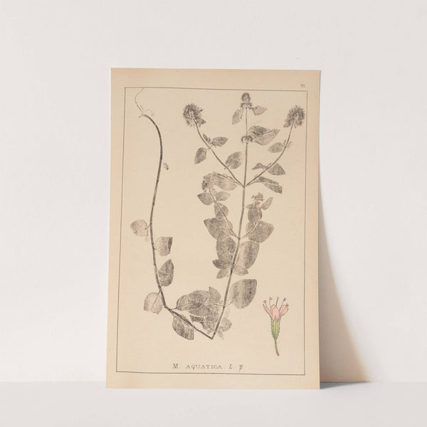 Herbier de la flore française Pl.0756 by Louis Antoine Cusin
