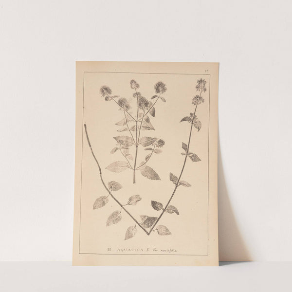 Herbier de la flore française Pl.0757 by Louis Antoine Cusin
