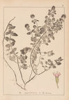 Herbier de la flore française Pl.0758