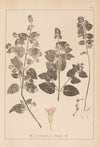 Herbier de la flore française Pl.0759