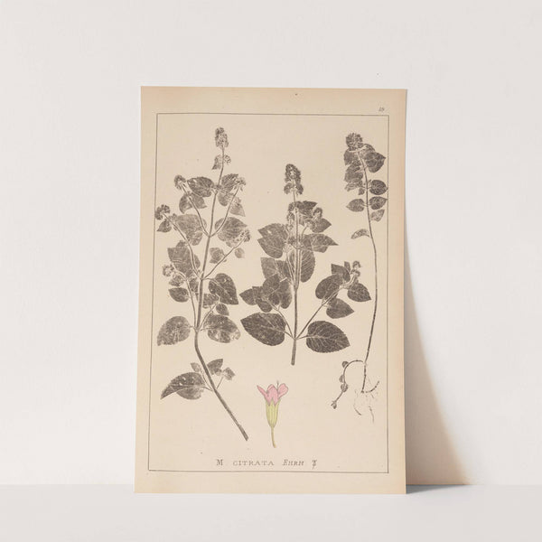 Herbier de la flore française Pl.0759 by Louis Antoine Cusin