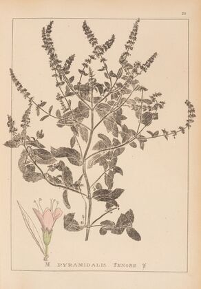 Herbier de la flore française Pl.0760