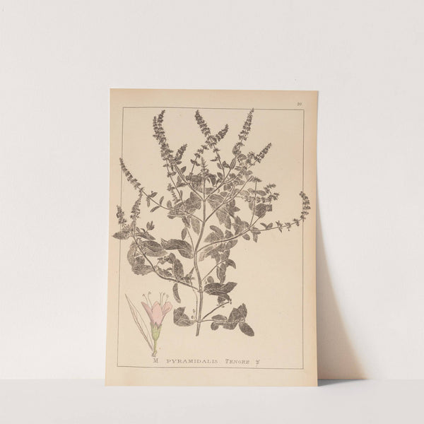 Herbier de la flore française Pl.0760 by Louis Antoine Cusin