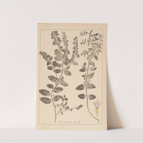 Herbier de la flore française Pl.0761 by Louis Antoine Cusin